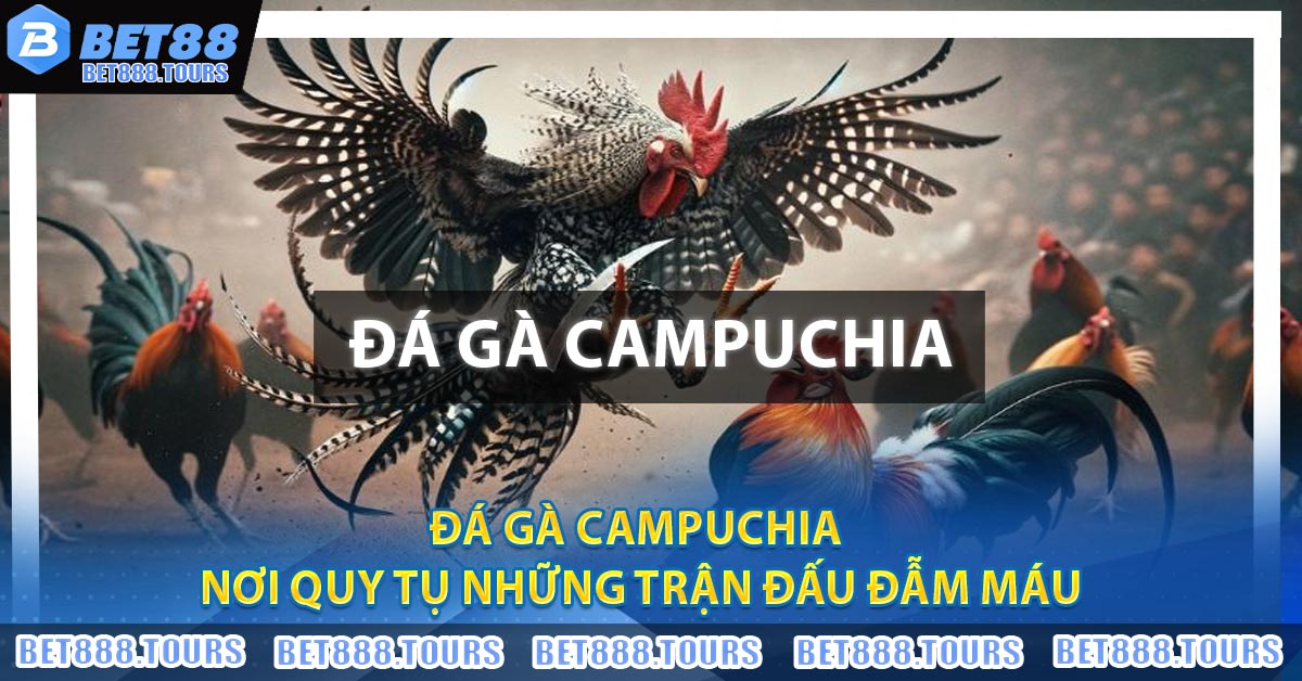 Đá Gà Campuchia - Nơi Quy Tụ Những Trận Đấu Đẫm Máu